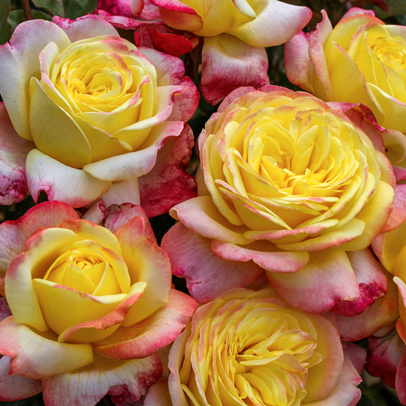 How to prune roses