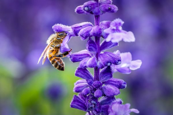 How to: Attract pollinators